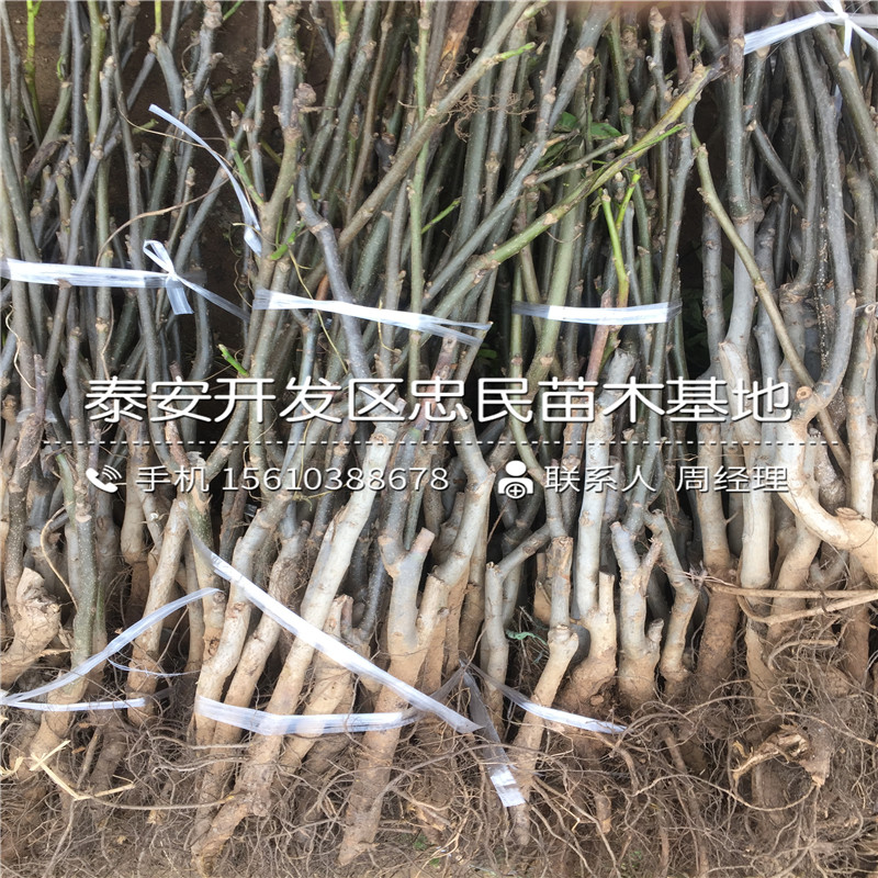 吉塞拉5號砧木批發(fā)什么價格、吉塞拉5號砧木批發(fā)哪里便宜