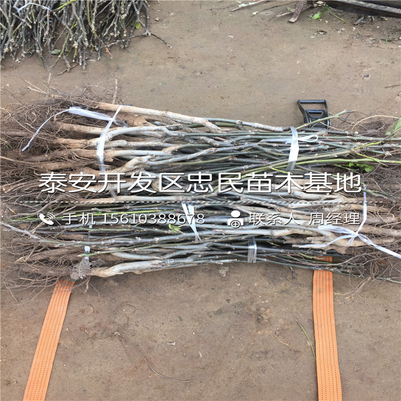 杏苗基地、杏苗多少錢一株