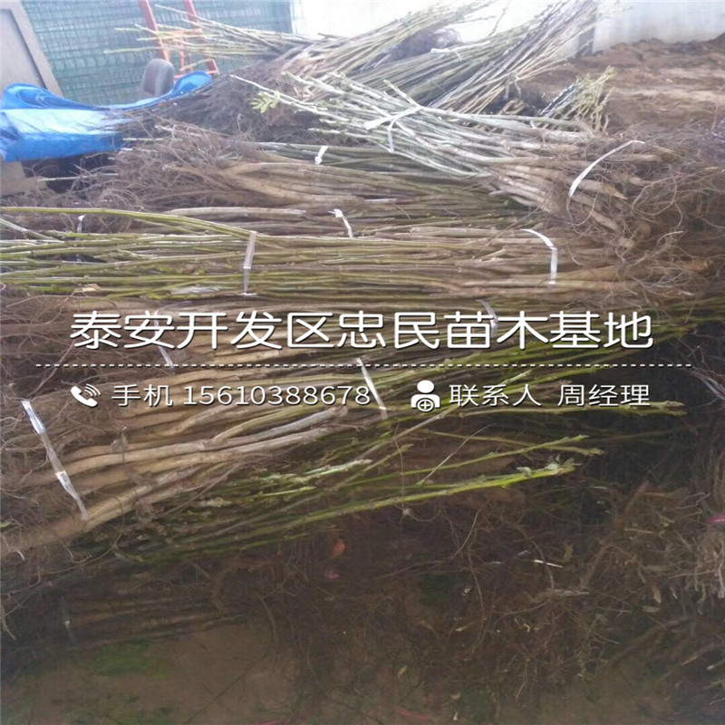 車?yán)遄訕涿缒睦镉匈u的、車?yán)遄訕涿缫划€地栽植多少棵