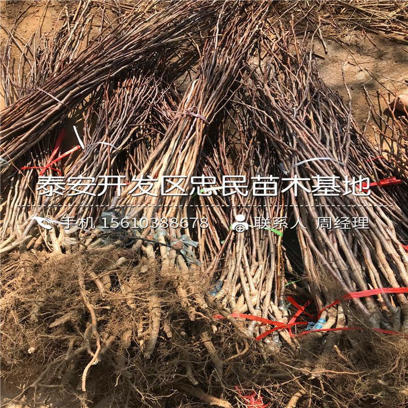 吉塞拉砧木出售價格、吉塞拉砧木批發(fā)價格