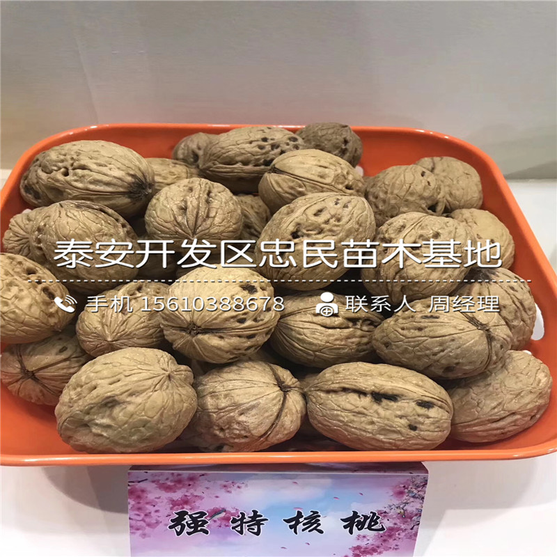 無花果小苗簡介、無花果小苗多少錢一株