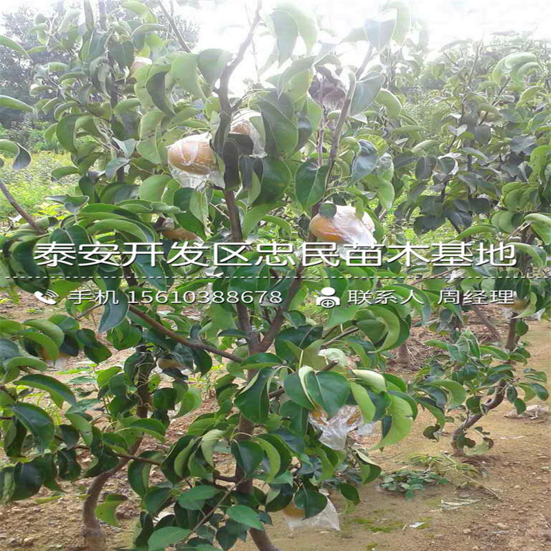 三紅梨樹苗哪里有、三紅梨樹苗批發(fā)基地