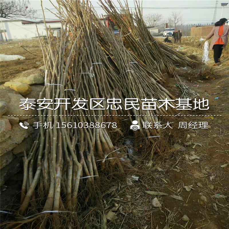 吉塞拉6号砧木基地、吉塞拉6号砧木批发基地