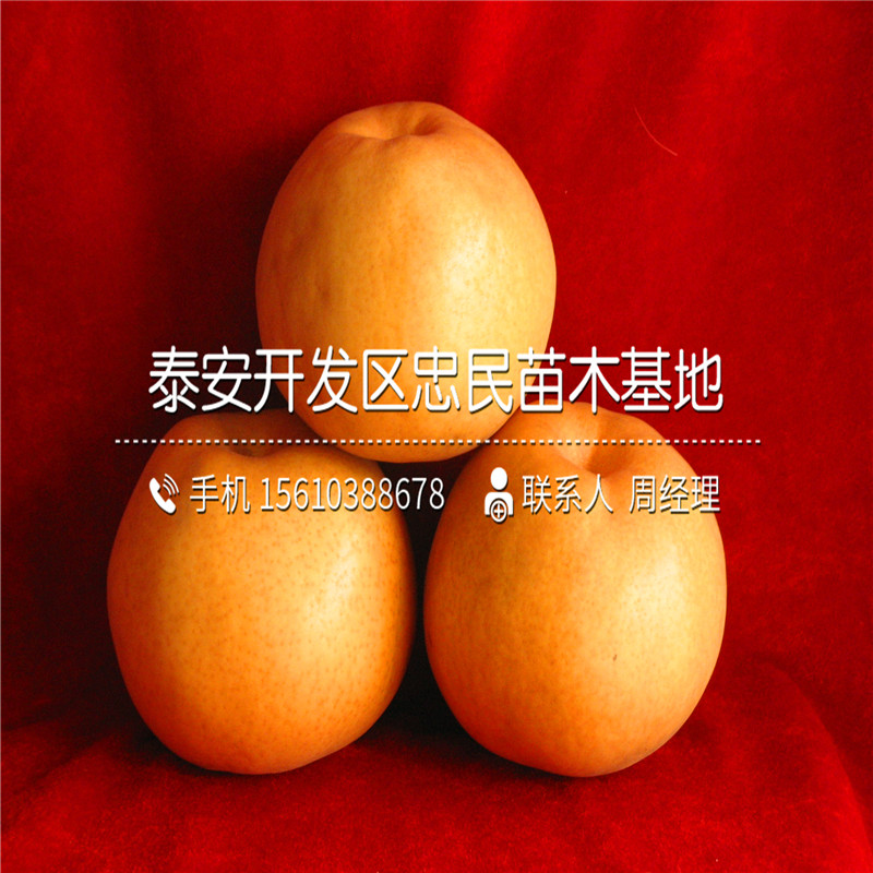 黃金梨樹(shù)苗批發(fā)多少錢(qián)、黃金梨樹(shù)苗多少錢(qián)