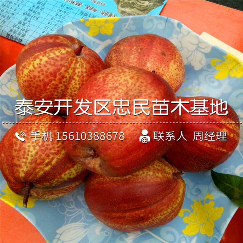 紅安久梨樹苗哪里有、紅安久梨樹苗產(chǎn)地在哪里呀