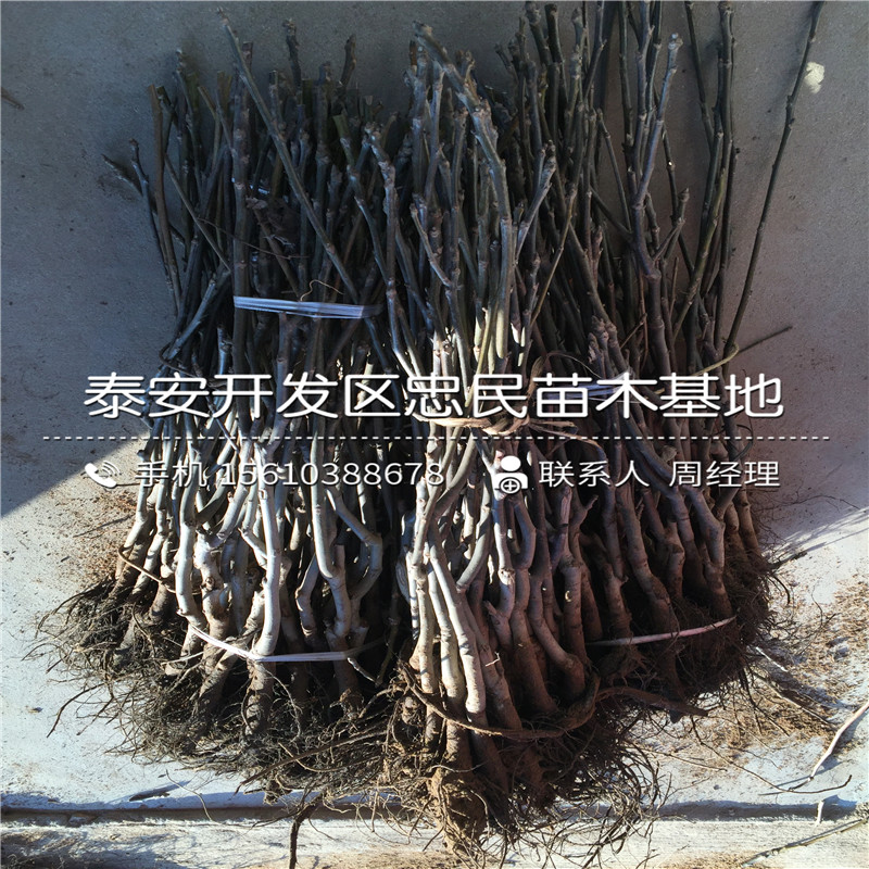 蘋果樹苗出售批發(fā)、蘋果樹苗廠家
