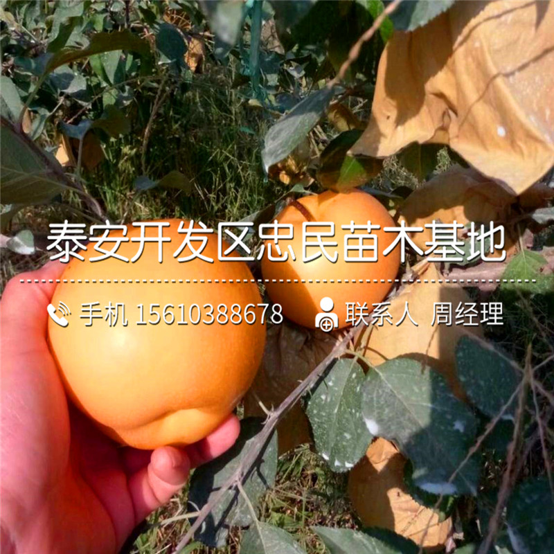 愛(ài)宕梨樹(shù)苗一棵多少錢(qián)、愛(ài)宕梨樹(shù)苗報(bào)價(jià)