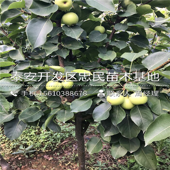 圓黃梨樹苗銷售基地、圓黃梨樹苗價格