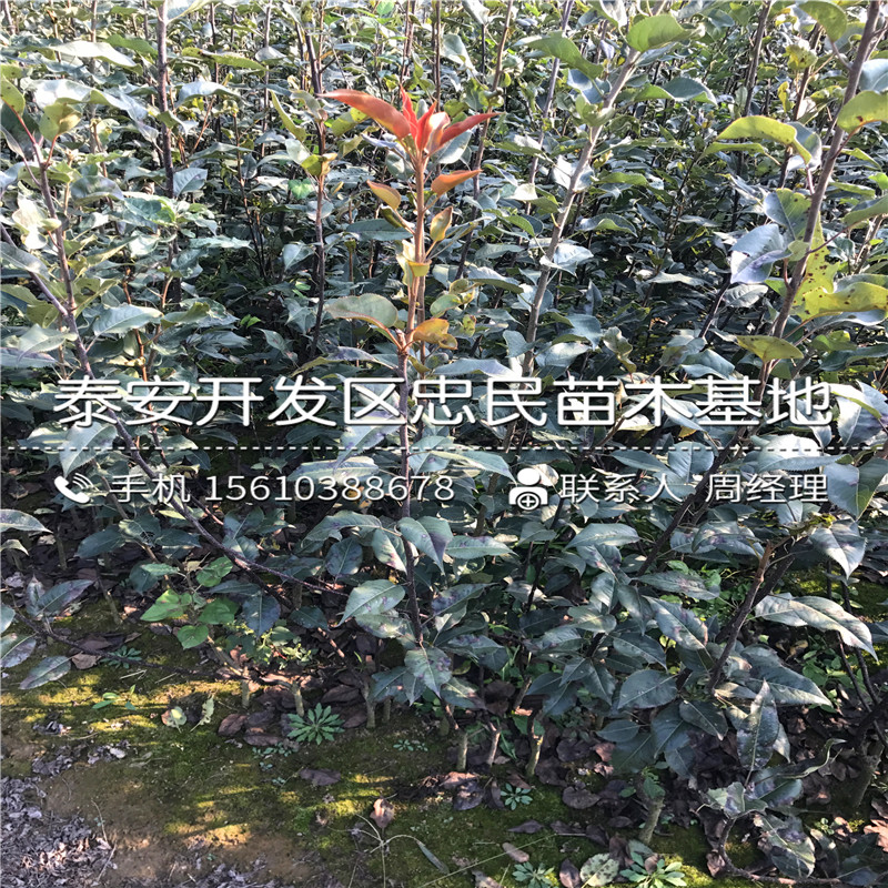 紅香酥梨樹苗附近哪里有、紅香酥梨樹苗批發(fā)出售