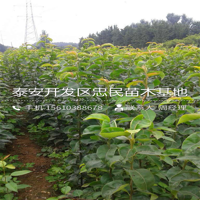 早紅考密斯梨樹苗什么價格、早紅考密斯梨樹苗產量多少