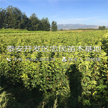 紅安久梨樹苗出售供應、紅安久梨樹苗多少錢一棵