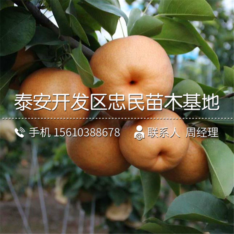 蛇果樹苗簡(jiǎn)介、蛇果樹苗產(chǎn)量多少