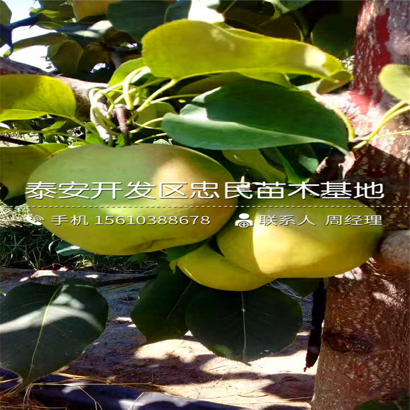 圓黃梨樹苗哪里供應、圓黃梨樹苗出售價格是多少
