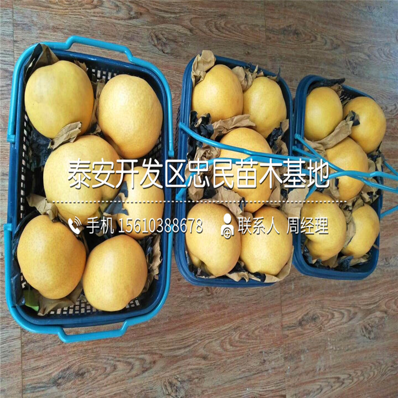 黃金梨樹(shù)苗批發(fā)多少錢(qián)、黃金梨樹(shù)苗多少錢(qián)