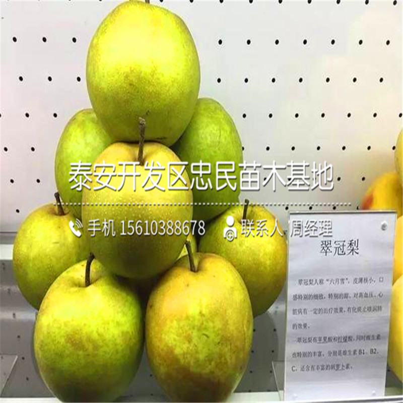 3公分梨樹(shù)苗一株多少錢、3公分梨樹(shù)苗栽培技術(shù)