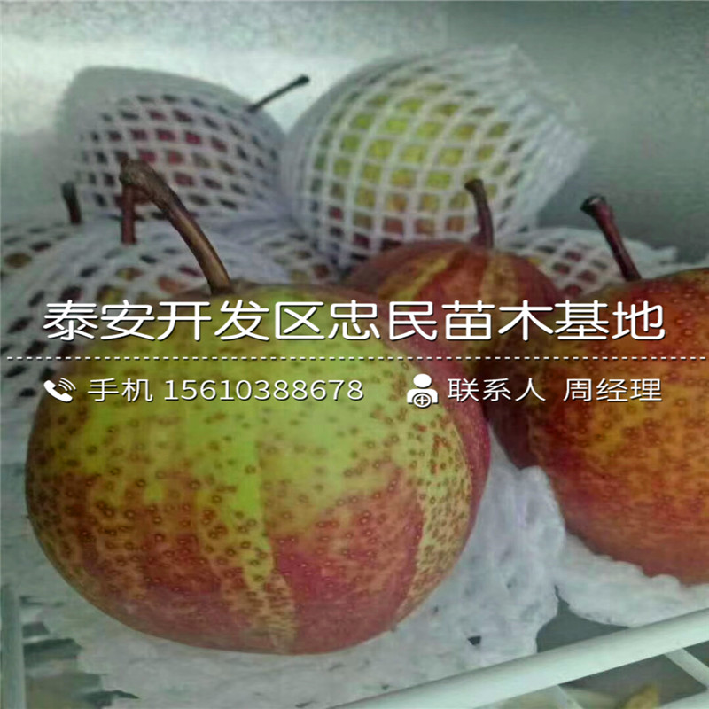 紅酥脆梨樹苗銷售基地、紅酥脆梨樹苗價錢低