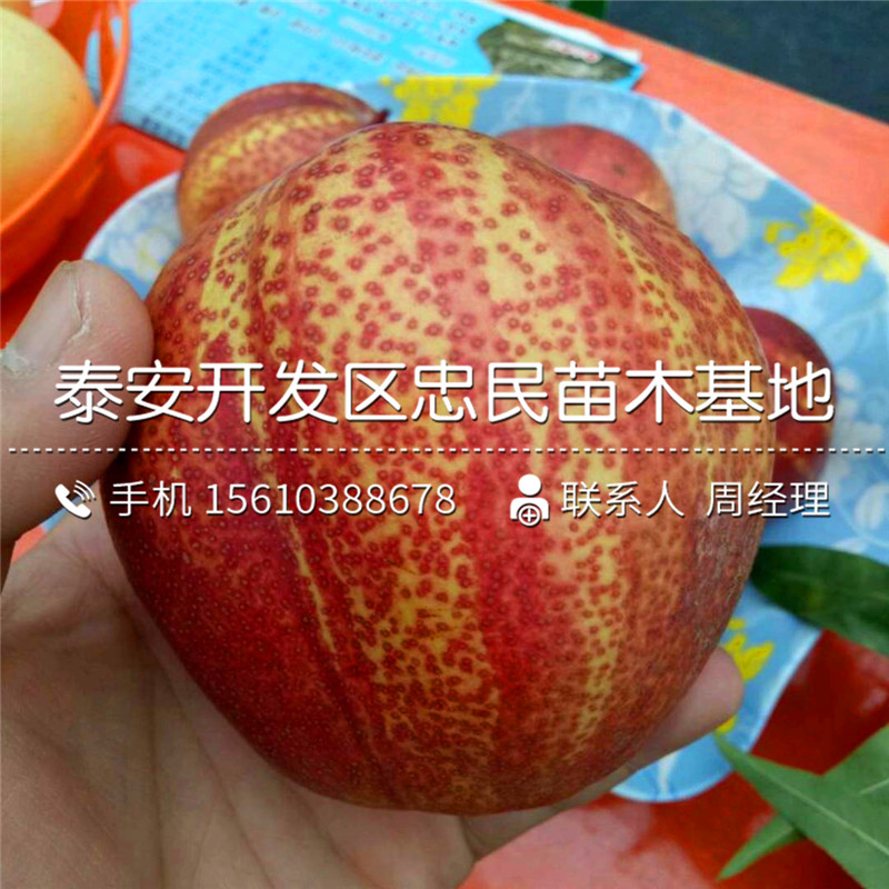 柱狀梨樹苗出售價(jià)格、柱狀梨樹苗多少錢一株