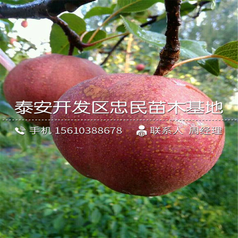 1公分梨樹苗種植技術(shù)、1公分梨樹苗價格哪里便宜