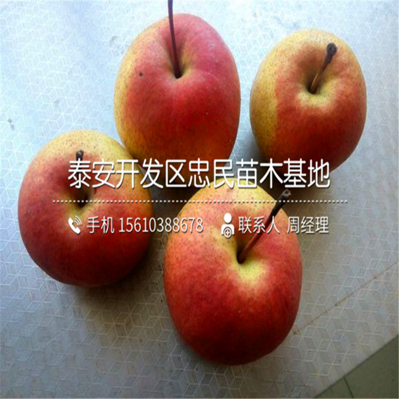 矮化梨樹苗批發(fā)廠家、矮化梨樹苗新品種