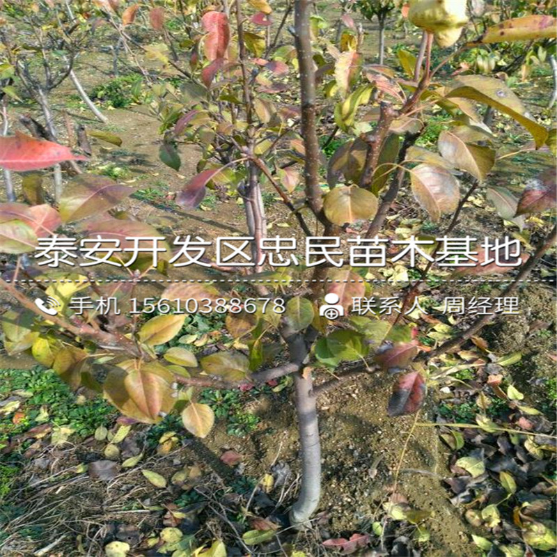 豐水梨樹苗附近哪里有、豐水梨樹苗產(chǎn)地在哪里呀