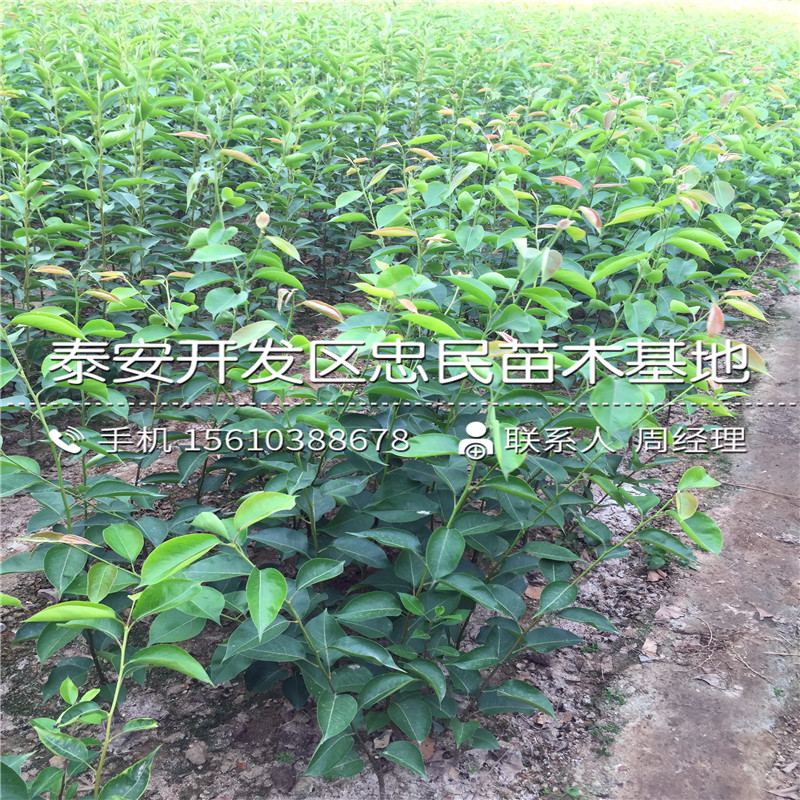 中梨1號(hào)梨樹苗出售單價(jià)、中梨1號(hào)梨樹苗栽培技術(shù)