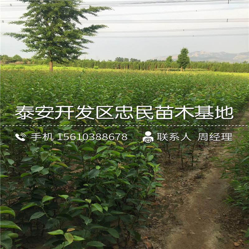 矮化梨樹苗出售供應(yīng)、矮化梨樹苗多少錢一棵