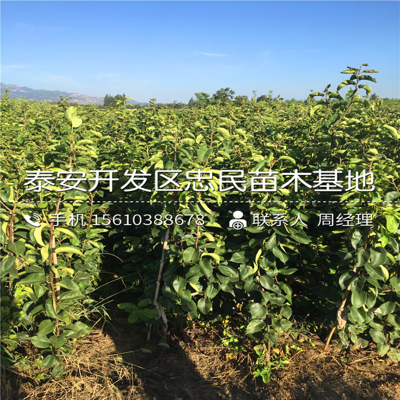 翠冠梨樹苗哪里有、翠冠梨樹苗廠家