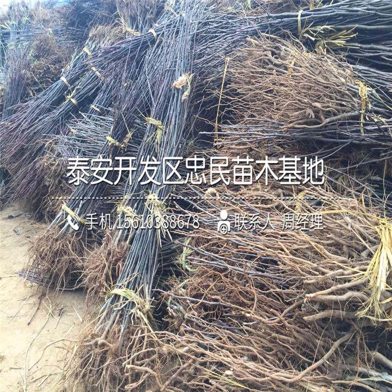 1年生梨樹(shù)苗哪里有、1年生梨樹(shù)苗栽培技術(shù)