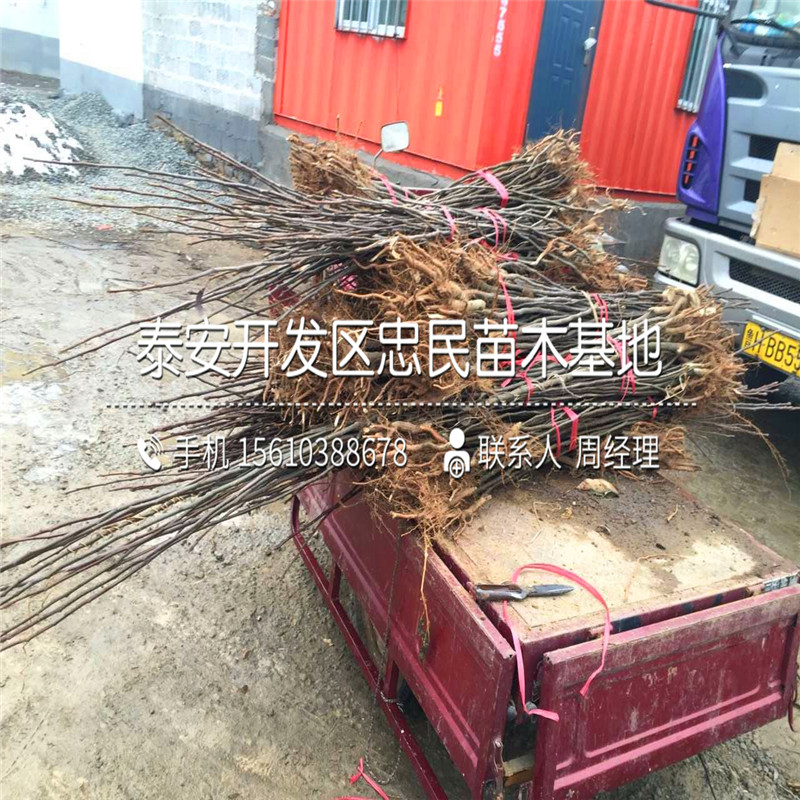 7公分梨樹苗基地、7公分梨樹苗圖片