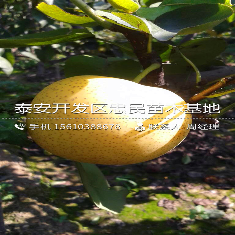 中梨1號(hào)梨樹苗出售單價(jià)、中梨1號(hào)梨樹苗栽培技術(shù)