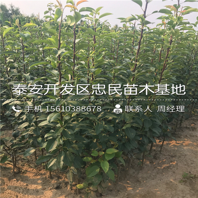 矮化梨樹苗出售供應(yīng)、矮化梨樹苗多少錢一棵