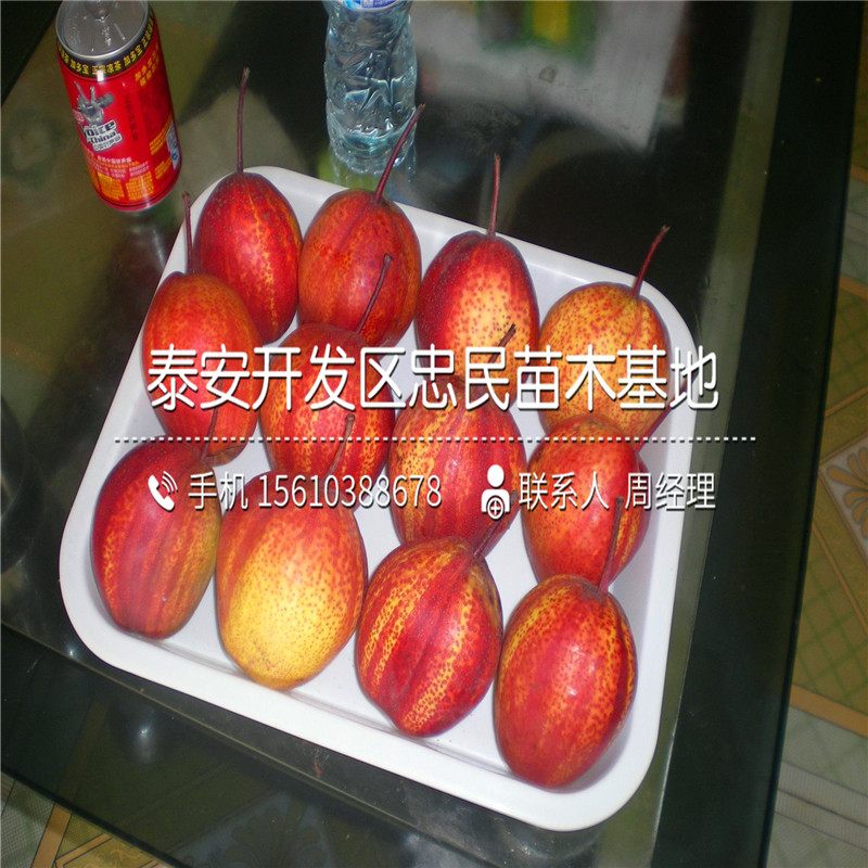 香水梨樹(shù)苗一株多少錢(qián)、香水梨樹(shù)苗價(jià)錢(qián)低