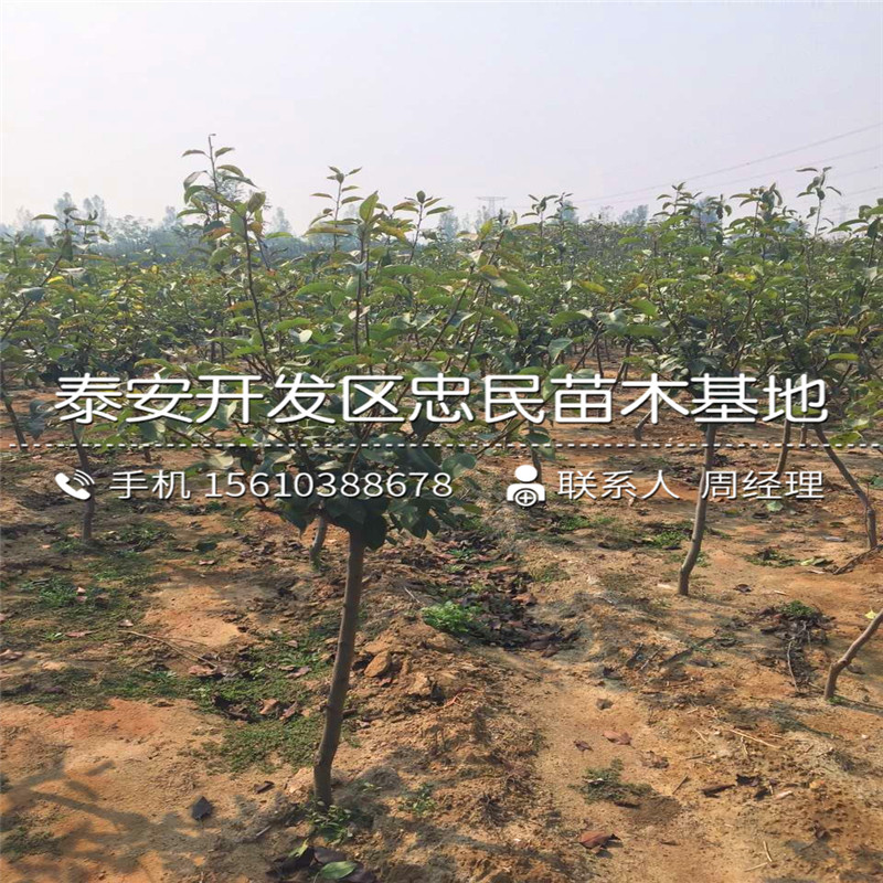 6公分梨樹苗一株多少錢、6公分梨樹苗哪里出售