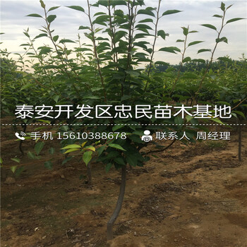 紅酥脆梨樹苗銷售基地、紅酥脆梨樹苗價錢低