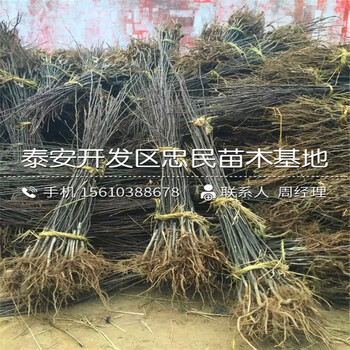 柱狀梨樹(shù)苗出售價(jià)格、柱狀梨樹(shù)苗多少錢一株