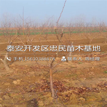 9公分梨樹苗批發(fā)多少錢、9公分梨樹苗一畝地栽植多少棵