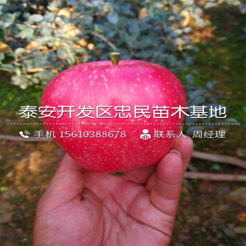 维纳斯苹果苗销售价格、维纳斯苹果苗新品种