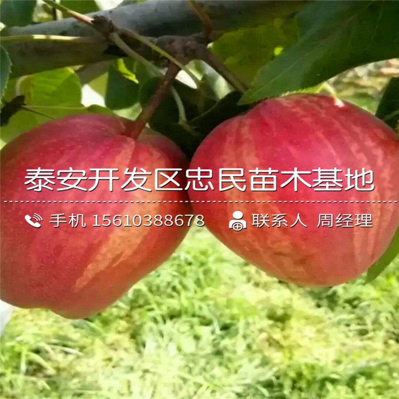 矮化梨樹苗出售價位、矮化梨樹苗什么品種好
