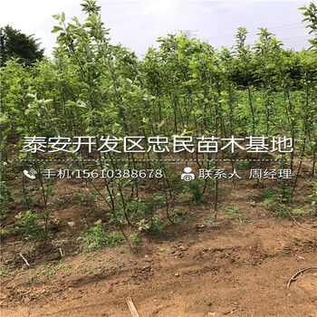 元帥蘋(píng)果苗哪里價(jià)格便宜、元帥蘋(píng)果苗多少錢(qián)