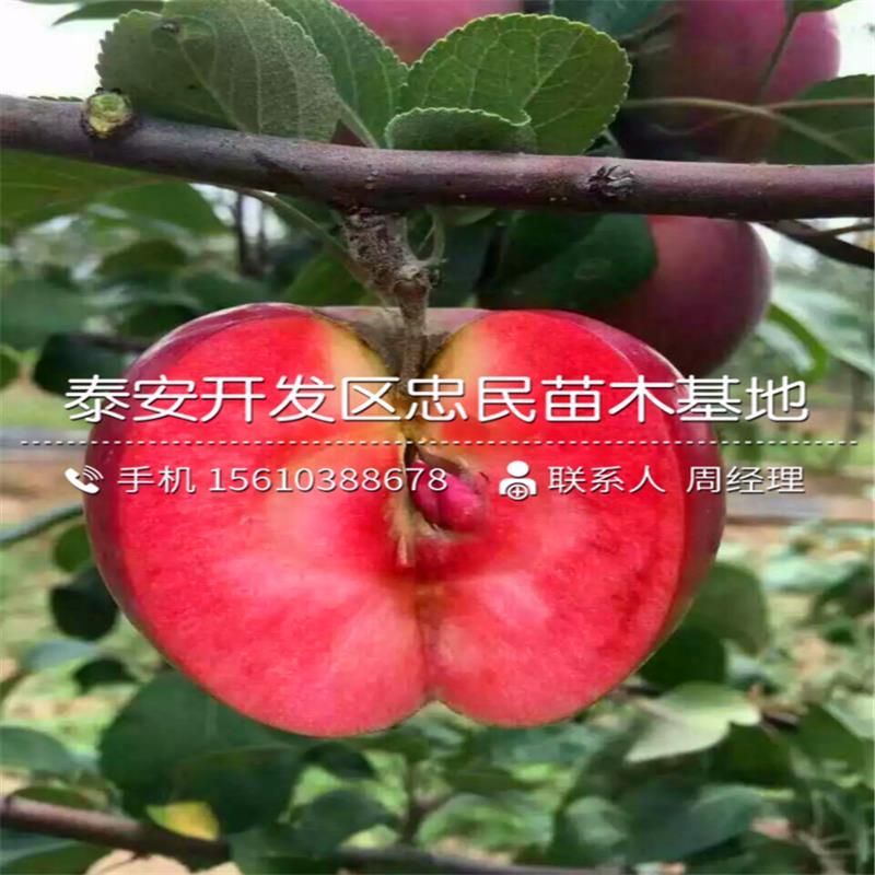 弘前富士苹果苗怎么种、弘前富士苹果苗出售价格是多少