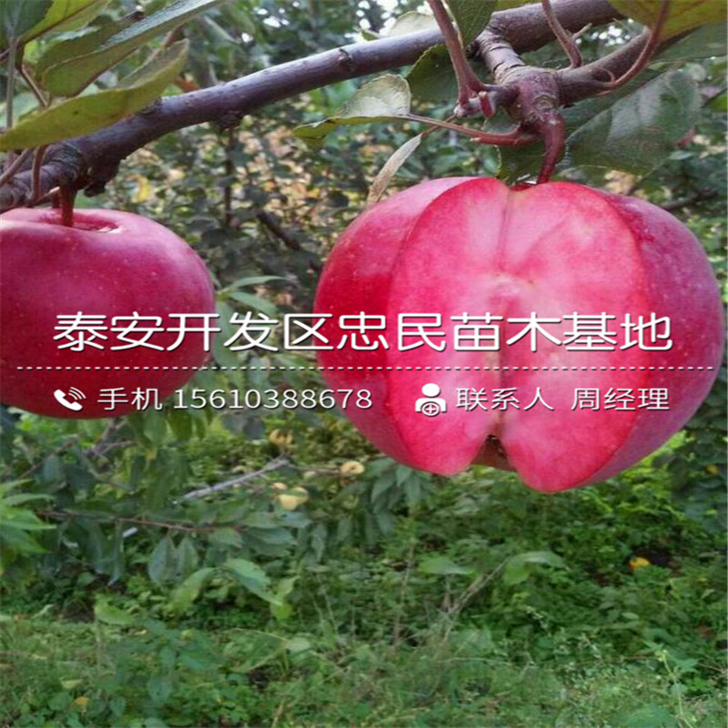 红心苹果苗哪里有卖的、红心苹果苗图片