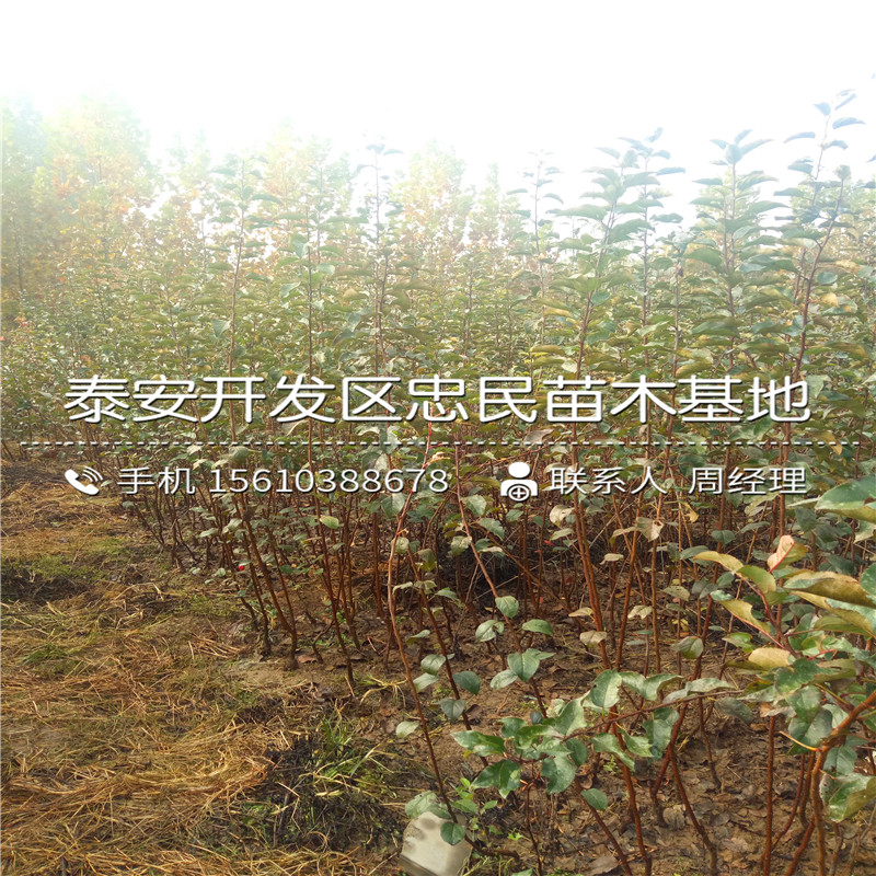 矮化蘋果苗附近哪里有、矮化蘋果苗出售