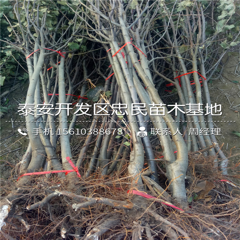 兩刀蘋果苗銷售價(jià)格、兩刀蘋果苗多少錢一株