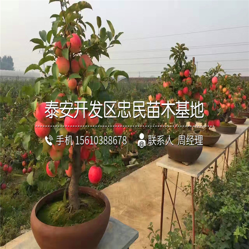 七月天仙蘋果苗簡介、七月天仙蘋果苗圖片