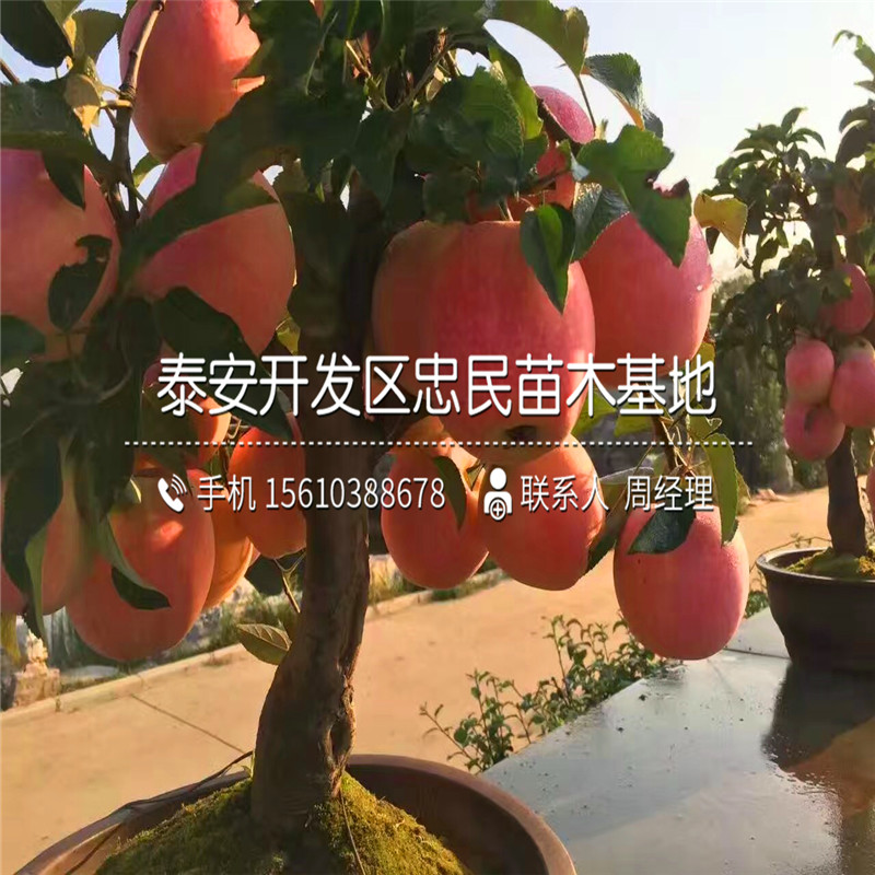 红富士苹果苗哪里有卖的、红富士苹果苗多少钱一棵