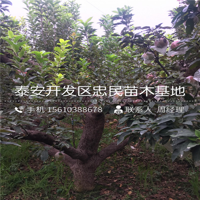 9公分蘋果苗批發(fā)哪里便宜、9公分蘋果苗批發(fā)價格