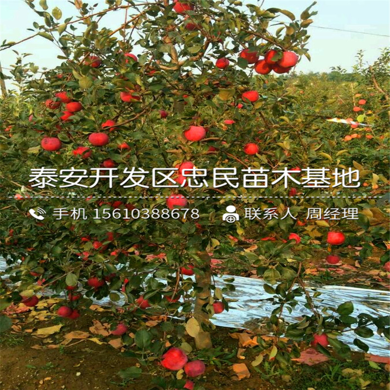 红富士苹果苗哪里有卖的、红富士苹果苗多少钱一棵