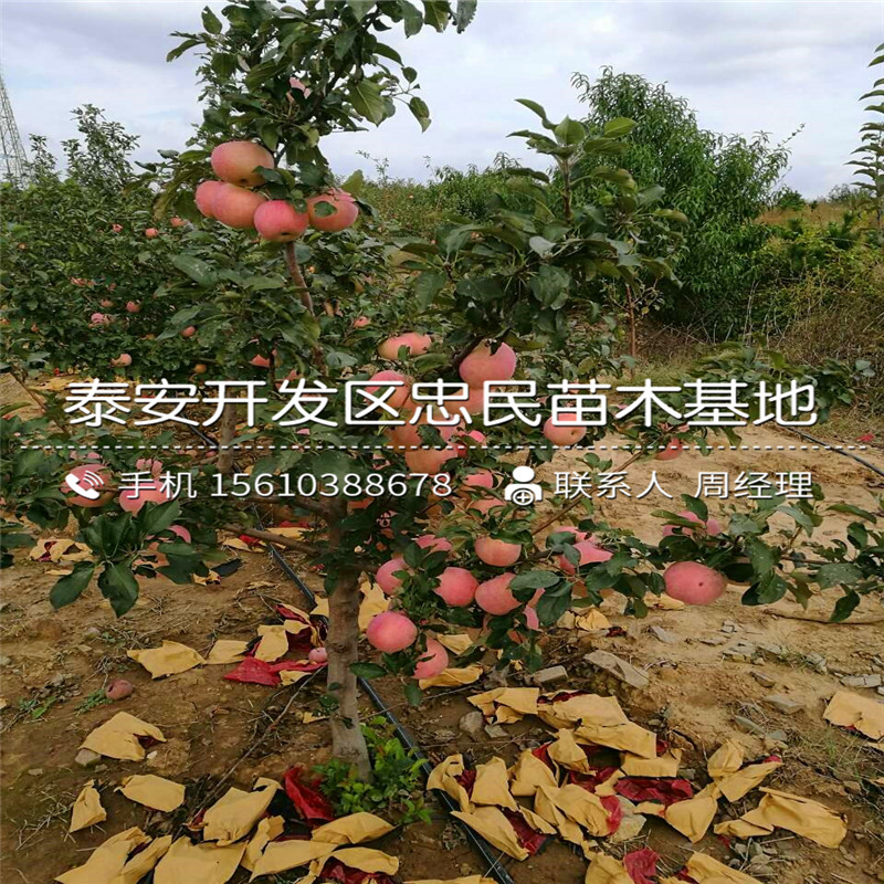 5公分蘋果苗出售多少錢、5公分蘋果苗批發(fā)價格是多少