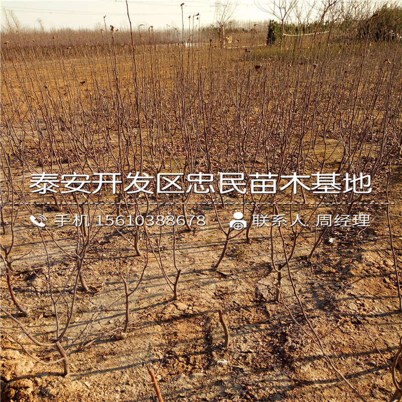 紅嘎啦蘋果苗批發(fā)什么價格、紅嘎啦蘋果苗栽培技術(shù)