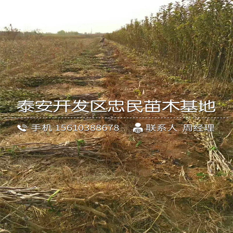 瑞阳苹果苗哪里价格便宜、瑞阳苹果苗什么品种好